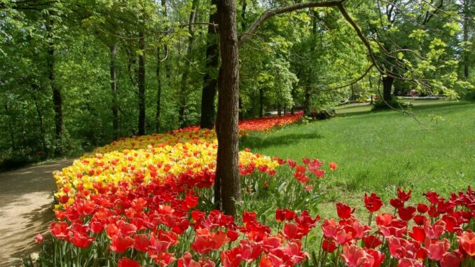 Messer Tulipano: la grande manifestazione nel parco del Castello di Pralormo