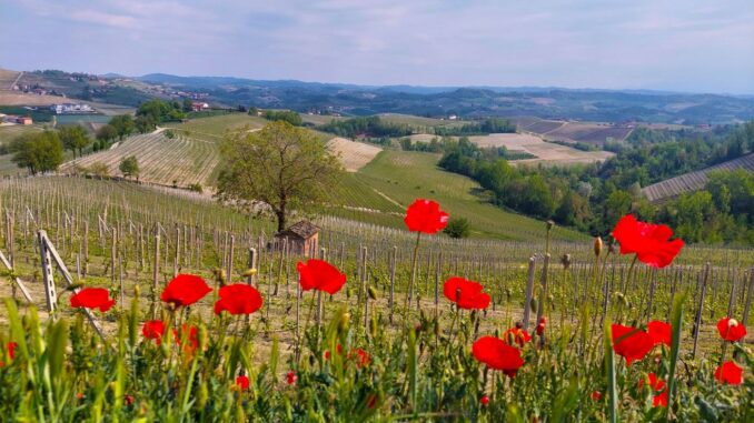 Colline di...Vini: il sentiero degli aromi sulla Langa del Barolo