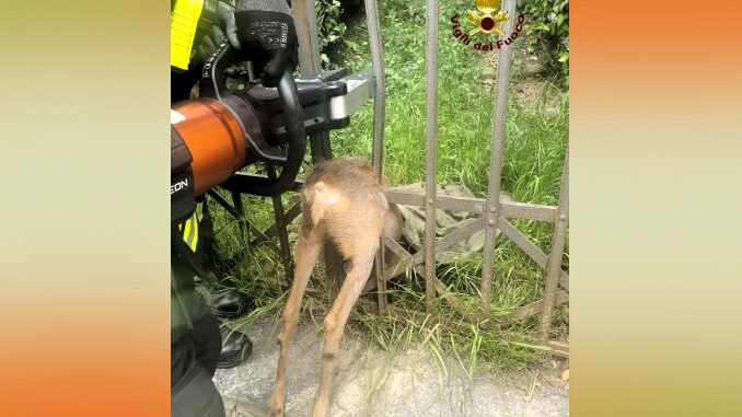 I Vigili del fuoco di Saluzzo salvano un capriolo in località Castiglia
