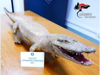 Un caimano imbalsamato ritrovato dalla Forestale di Asti 1