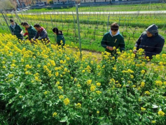 Vineyard: la fragilità trova cura in vigneto