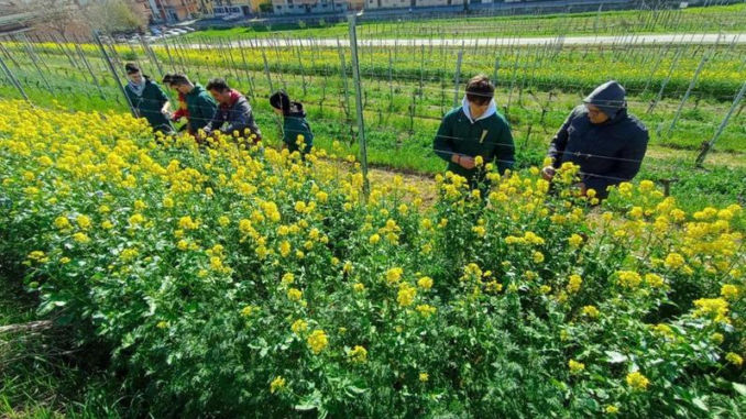 Vineyard: la fragilità trova cura in vigneto