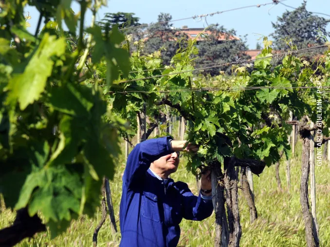 Come possono le nostre comunità portare frutti?