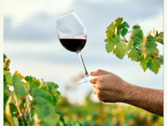 degustazioni