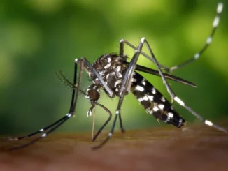 Lotta alle zanzare: Asti invita i cittadini a tutelare salute e igiene pubblica