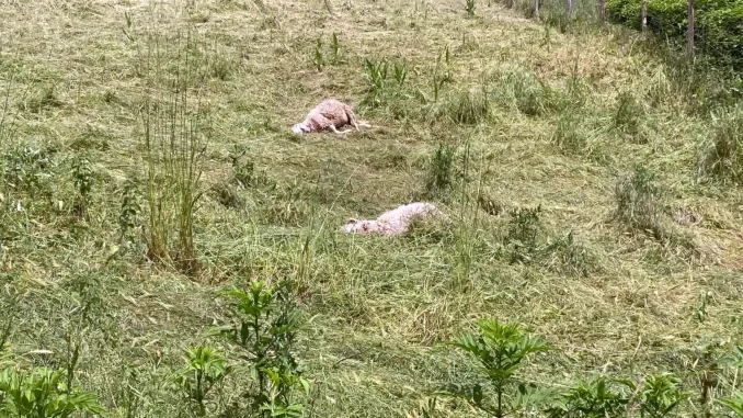 Un gregge di pecore sbranato nella notte a pochi passi dalle case di Mondovì