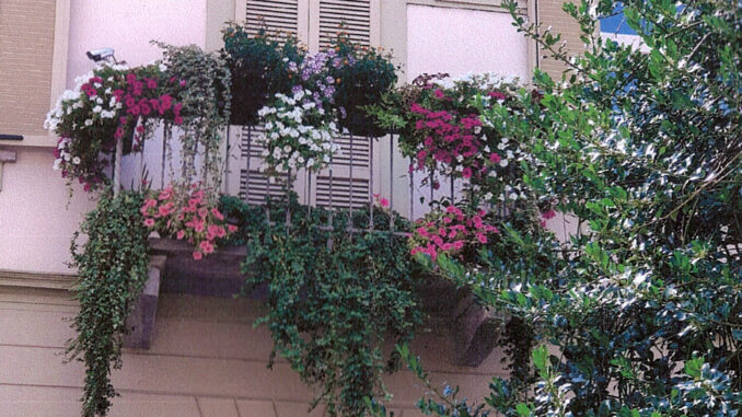 Aperte le iscrizioni al concorso “Alba in fiore”: quest'anno il tema è il Tour de France