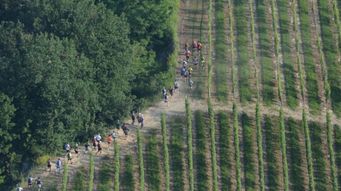 Barbaresco-Barolo 50k Trail