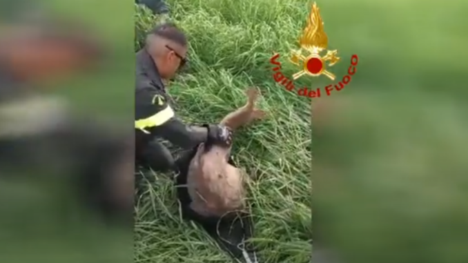capriolo I Vigili del fuoco recuperano un capriolo in un parco giochi a Magliano Alfieri 1