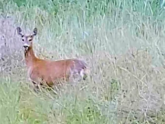 Animali selvatici sempre più vicini ai centri abitati