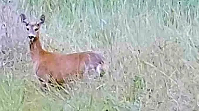 Animali selvatici sempre più vicini ai centri abitati