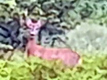 Animali selvatici sempre più vicini ai centri abitati 1