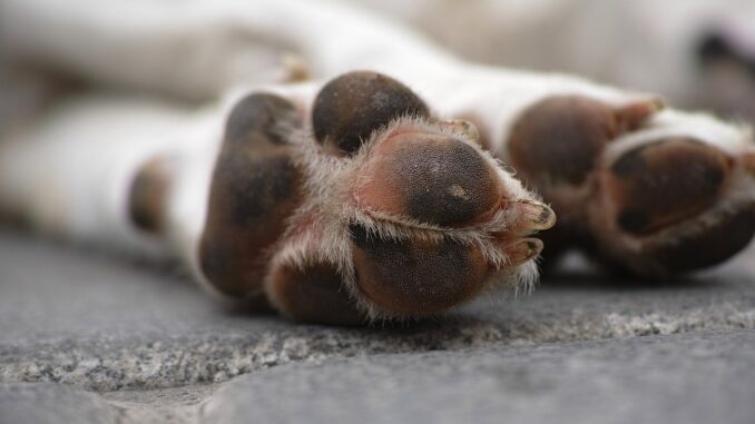 «Caro Ted...», la famiglia di Castagnito saluta Ted, il cane colpito da un proiettile