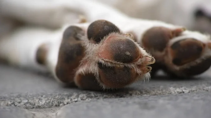 Sommariva Bosco: un cane avvelenato è la probabile vittima di una faida di vicinato