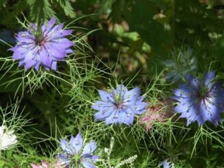 La Nigella di Langa, il sentiero girasole e la Casa Verde
