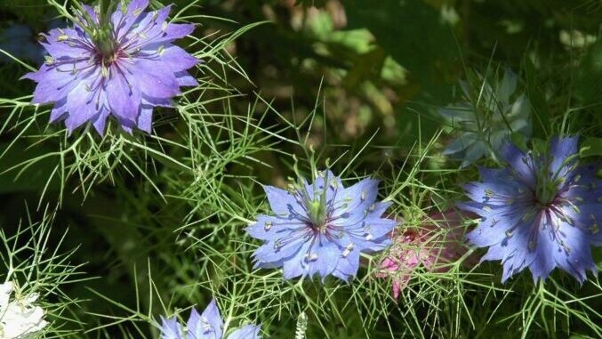 La Nigella di Langa, il sentiero girasole e la Casa Verde
