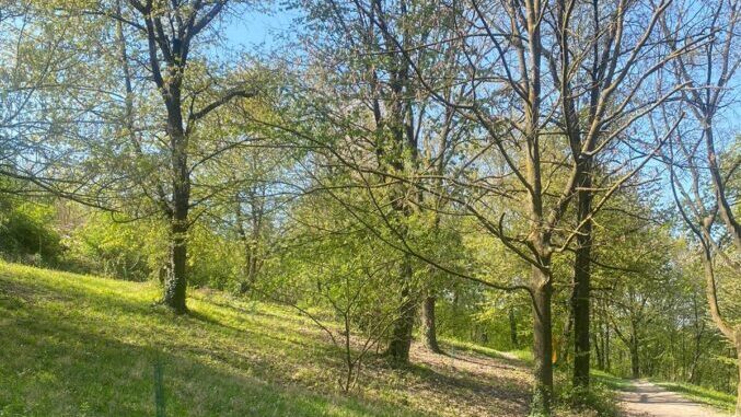 Interventi di manutenzione ad Alba sulle alberature cittadine