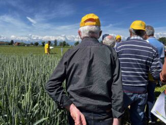 Cereali, Coldiretti Cuneo: bene le prove varietali in campo, avanti con “Grano Piemonte” 2