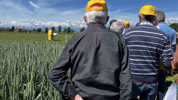 Cereali, Coldiretti Cuneo: bene le prove varietali in campo, avanti con “Grano Piemonte” 2