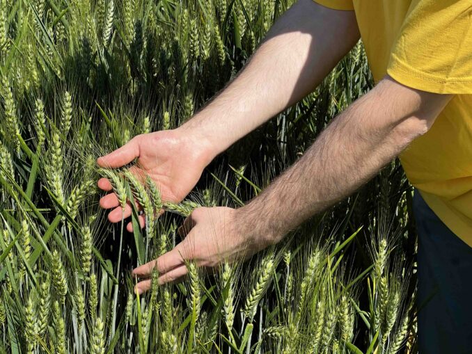 Cereali, Coldiretti Cuneo: bene le prove varietali in campo, avanti con “Grano Piemonte” 1