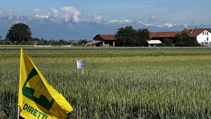Cereali, Coldiretti Cuneo: bene le prove varietali in campo, avanti con “Grano Piemonte”