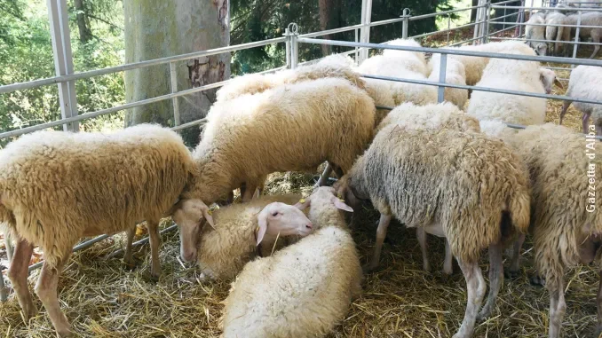 Un piano per salvare la pecora delle Langhe