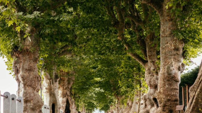 A Chetasco un giorno da Napoleone: walking tour con al centro il generale francese