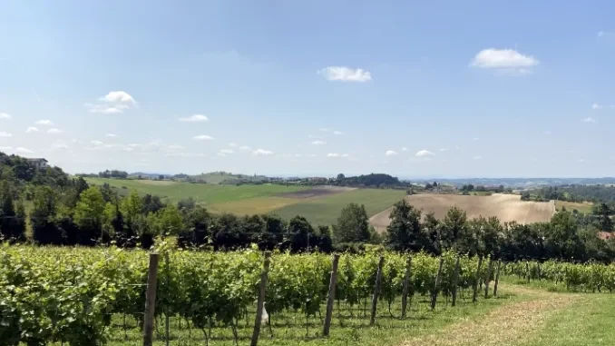 Flavescenza dorata nei vigneti: Coldiretti fa il punto della situazione