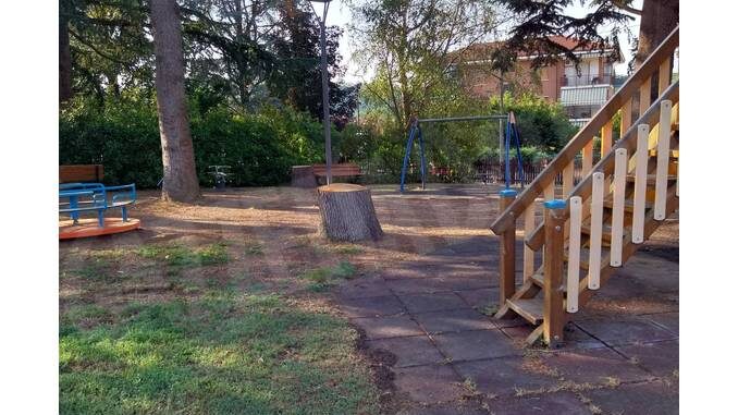 Comuneroero: l'abbattimento dei cedri di Canale gestito in modo superficiale