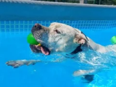 Dal canile di Alba alla piscina del centro cinofilo 1