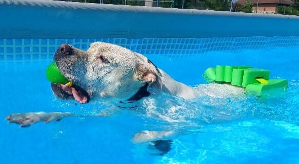 Anche quest’anno ritorna ad Alba “Canile in piscina” 1