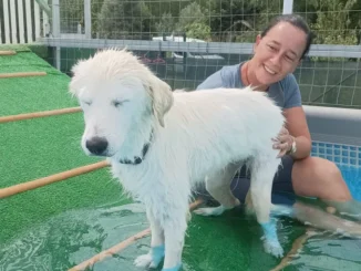 Dal canile di Alba alla piscina del centro cinofilo