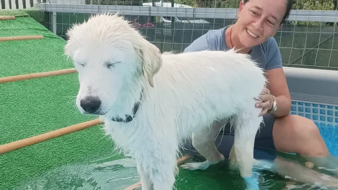 Dal canile di Alba alla piscina del centro cinofilo