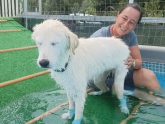Anche quest’anno ritorna ad Alba “Canile in piscina”