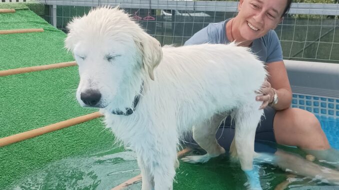 Anche quest’anno ritorna ad Alba “Canile in piscina”