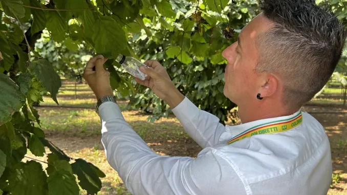 Cimice asiatica, Coldiretti Cuneo: la lotta biologica è strategia vincente 2