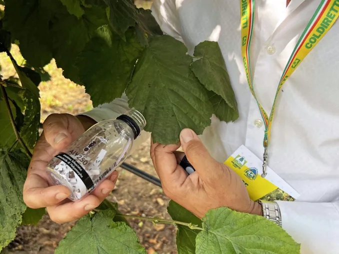Cimice asiatica, Coldiretti Cuneo: la lotta biologica è strategia vincente