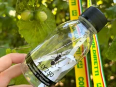 Cimice asiatica, Coldiretti Cuneo libera nei noccioleti 72mila insetti antagonisti