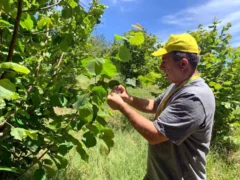 Cimice asiatica, Coldiretti Cuneo libera nei noccioleti 72mila insetti antagonisti 1