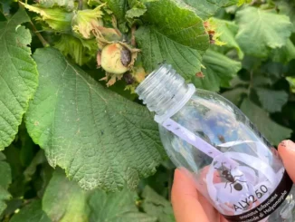 Cimice asiatica, Coldiretti Cuneo libera nei noccioleti 72mila insetti antagonisti 2