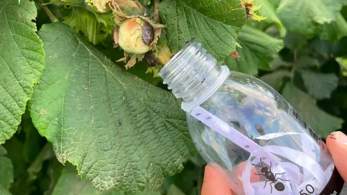 Cimice asiatica, Coldiretti Cuneo libera nei noccioleti 72mila insetti antagonisti 2