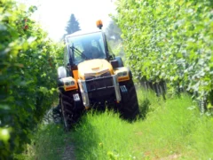 Oltre 500 partecipanti alla decima edizione delle prove in vigneto di Confagricoltura ad Alba 8