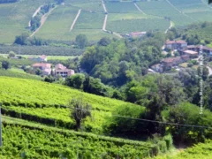 Oltre 500 partecipanti alla decima edizione delle prove in vigneto di Confagricoltura ad Alba 15