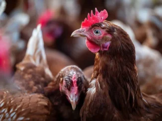 Caporalato anche in un allevamento di polli dell'Astigiano