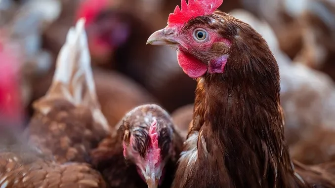 Caporalato anche in un allevamento di polli dell'Astigiano