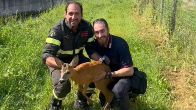 Capriolo incastrato in un recinto liberato dai Vigili del fuoco a Garessio