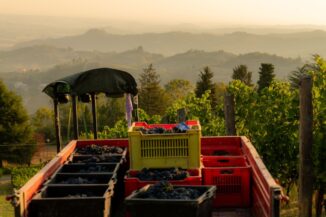 La vendemmia dell'Alta Langa è iniziata con la raccolta del Pinot nero