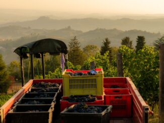 La vendemmia dell'Alta Langa &egrave; iniziata con la raccolta del Pinot nero