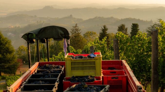 La vendemmia dell'Alta Langa è iniziata con la raccolta del Pinot nero