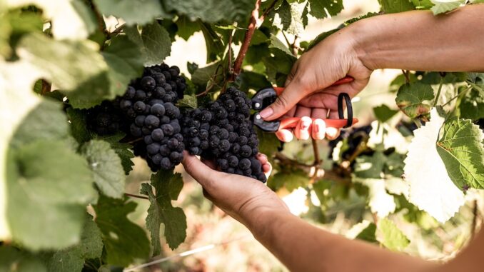 La vendemmia dell'Alta Langa è iniziata con la raccolta del Pinot nero 1